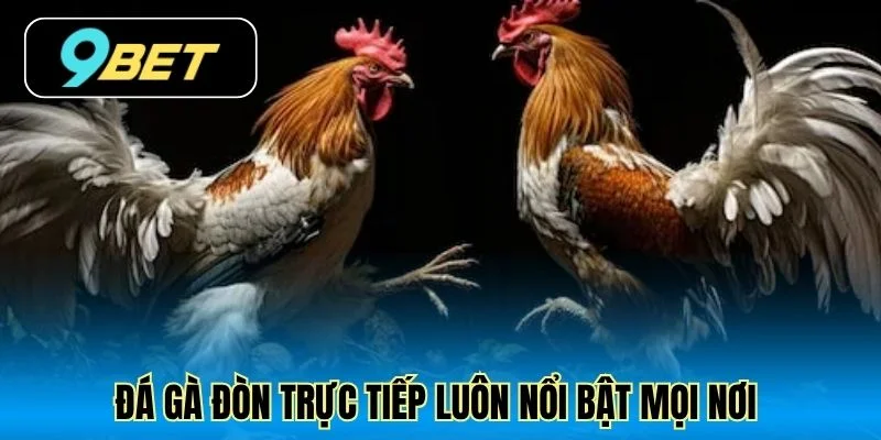 Đá gà đòn trực tiếp luôn nổi bật mọi nơi