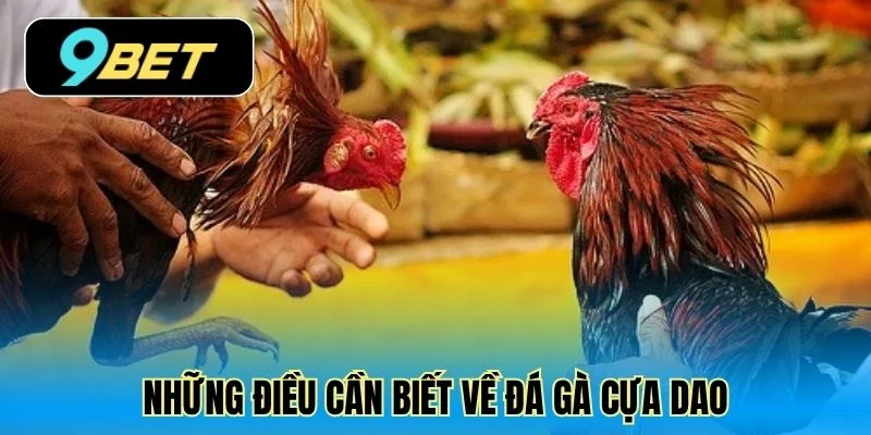 Những điều cần biết về đá gà cựa dao